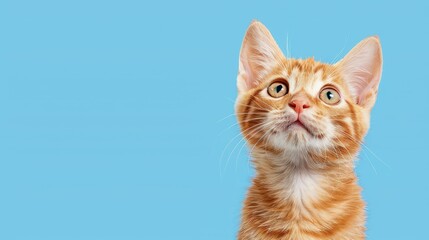 Obraz premium A playful gingerorange cat gazes upward, set against a calming light blue backdrop, capturing a moment of curiosity.
