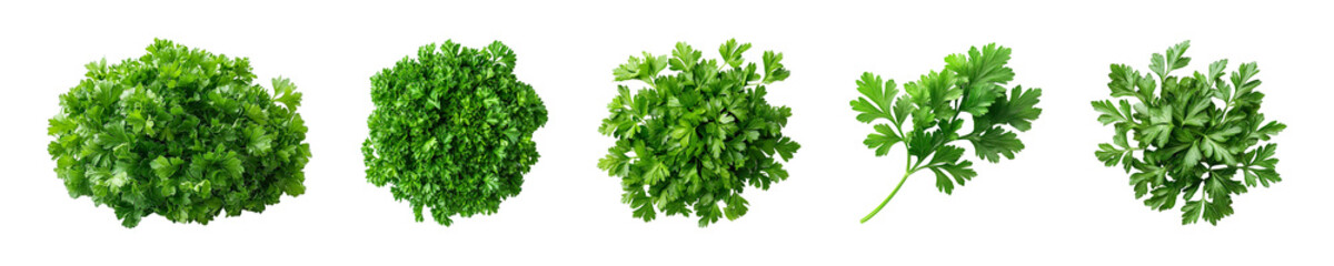 Obraz premium Collection of parsley leaves, displaying their vibrant green, curly or flat varieties widely used as a garnish and flavoring herb on transparent background