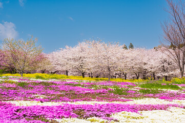 群馬県の赤城千本桜、青い空と芝桜と桜