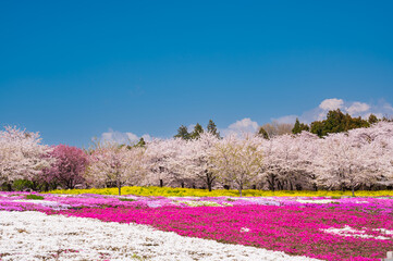 群馬県の赤城千本桜、青い空と芝桜と桜