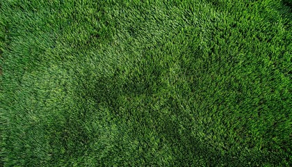 Fototapeta premium Green as Grass