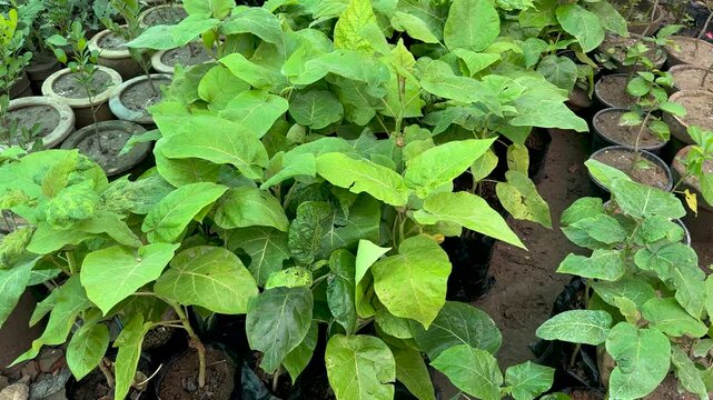 Tamarillo tomato tree saplings closeup