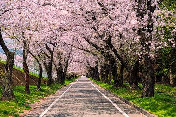 群馬県の赤城千本桜のさくら並木