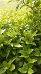 Green tea buds and leaves glistening with morning dew on a tea plantation, agriculture, buds, sunlight