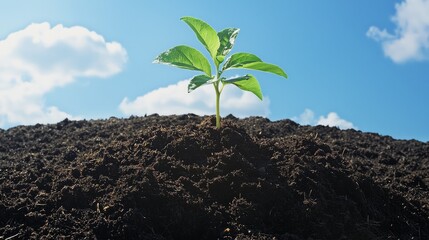 Transforming Waste into Gold: A Detailed Visual Guide to Sustainable Composting Practices for Food Conservation and Environmental Wellness
