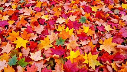 Fototapeta premium colorful autumn leaves