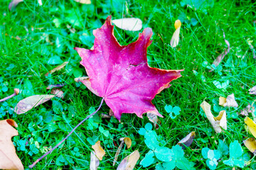 Autumn mood frozen in photographs