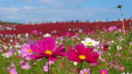 Obraz premium ひたち海浜公園のコキアとコスモス