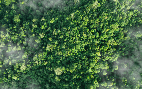 Aerial top view of green trees in forest. Green tree nature background for carbon neutrality and net zero emissions concept. Drone view of green tree captures CO2 to Sustainable green environment.