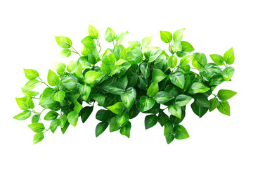 Obraz premium Lush green leaves arrangement on a white isolated background, showcasing vibrant foliage for design purposes.