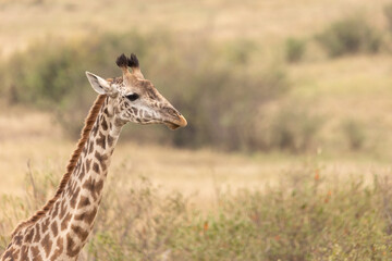 Obraz premium Giraffe