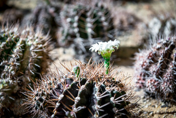 Cactus (Gymno ,Gymnocalycium) and Cactus flowers in cactus garden many size and colors popular use for decorative in house or flower shop