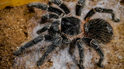 Close-up of a tarantula showcasing its unique features: hairy legs, sharp eyes, and predatory stance. This exotic, venomous arachnid embodies the fascinating yet eerie beauty of wildlife and tropical 