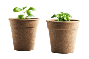 Two green plants growing in eco-friendly pots on a white isolated background.
