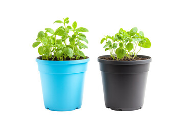 Fototapeta premium Two potted herbs in colorful pots, vibrant green foliage against a white background.