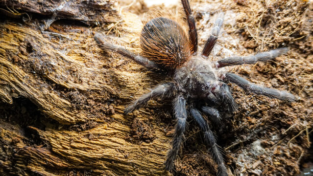 Close-up of a tarantula showcasing its unique features: hairy legs, sharp eyes, and predatory stance. This exotic, venomous arachnid embodies the fascinating yet eerie beauty of wildlife and tropical 