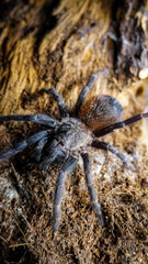 Close-up of a tarantula showcasing its unique features: hairy legs, sharp eyes, and predatory stance. This exotic, venomous arachnid embodies the fascinating yet eerie beauty of wildlife and tropical 