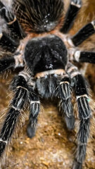 Close-up of a tarantula showcasing its unique features: hairy legs, sharp eyes, and predatory stance. This exotic, venomous arachnid embodies the fascinating yet eerie beauty of wildlife and tropical 