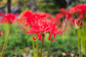 奥久慈茶の里公園　彼岸花風景