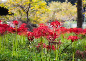 Fototapeta premium 奥久慈茶の里公園 彼岸花風景