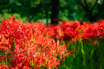 奥久慈茶の里公園　彼岸花風景