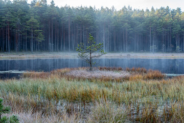 view of bog vegetation with wonderful frost affected swamp plants, fine natural formation, autumn...