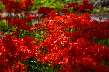 奥久慈茶の里公園　彼岸花風景