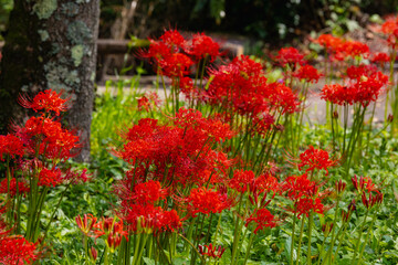 奥久慈茶の里公園　彼岸花風景