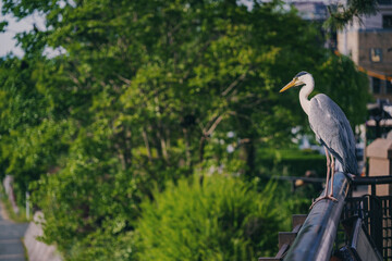 京都 鴨川の夏景色