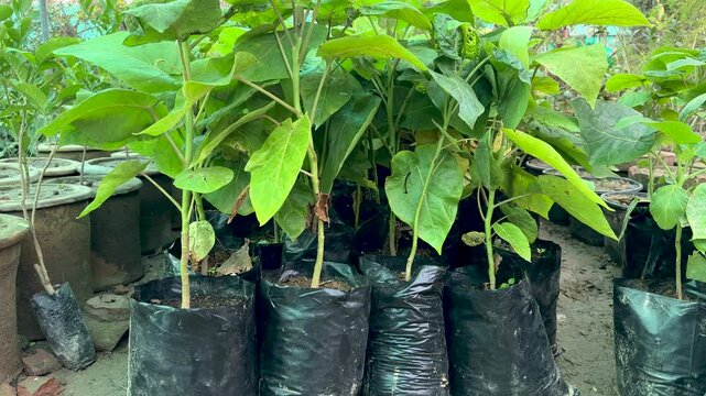 Tamarillo tree saplings in polybags in greenhouse