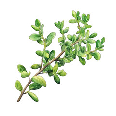 Collection of PNG. Watercolor painting of Green Sprig of Thyme with Leaves, isolated on a transparency background.