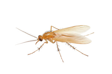 A detailed study of a mosquito illustrating its role as a disease vector in nature