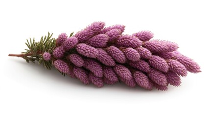 Close-up view of purple heather flowers with clustered blossoms and green leaves on a white background.