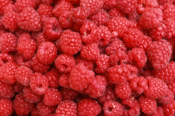 Rubus idaeus, Framboisier, Framboise