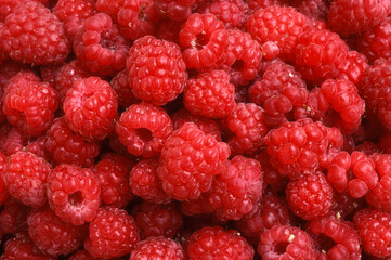 Rubus idaeus, Framboisier, Framboise