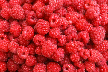 Rubus idaeus, Framboisier, Framboise