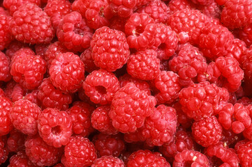 Rubus idaeus, Framboisier, Framboise