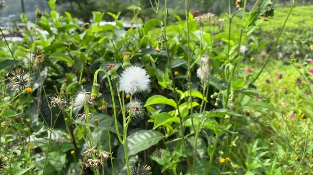 Senecio vulgaris or groundsel, swaying in the wind