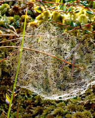 macro photo with wonderful spider webs, close-up view, delicate nature formation