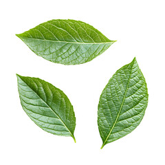 Fototapeta premium fresh green leaves isolated on transparent background Generative Ai.