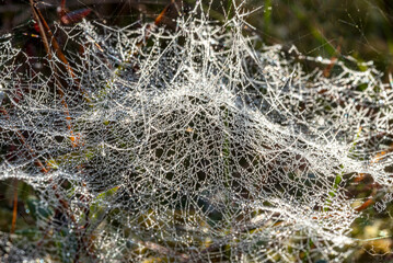 macro photo with wonderful spider webs, close-up view, delicate nature formation