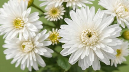 Fototapeta premium Close-up of a vibrant white chrysanthemum flower in full bloom against a soft green background, flower, white, close-up
