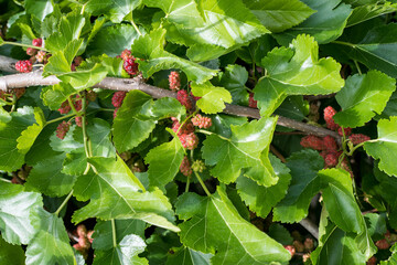 Many young brown and green marmorated stink bugs (Halyomorpha halys) on green leaves and red fruits...