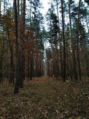 Fototapeta premium forest in autumn