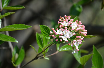 Shrub with many delicate white flowers of Viburnum carlesii plant commonly known as arrowwood or Korean spice viburnum in a garden in a sunny spring day, beautiful floral background.