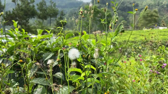 Senecio vulgaris or groundsel, swaying in the wind