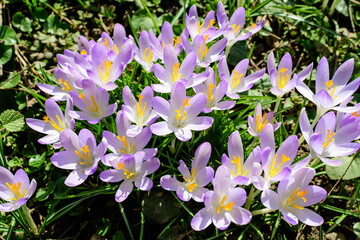 Close up of blue crocus spring flowers in full bloom in a garden in a sunny day, beautiful outdoor floral background.