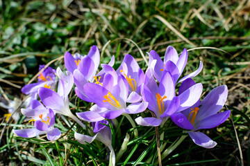 Close up of blue crocus spring flowers in full bloom in a garden in a sunny day, beautiful outdoor floral background.