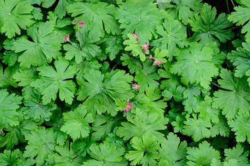 Many vivid green Pelargonium leaves (commonly known as geraniums, pelargoniums or storksbills) and fresh green leaves in small pots in a garden in a sunny spring day, multicolor natural texture.