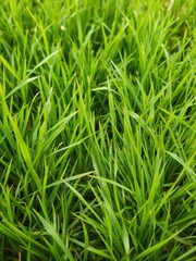 Obraz premium Vibrant green grass background ideal for nature-themed designs, summer, lush, green